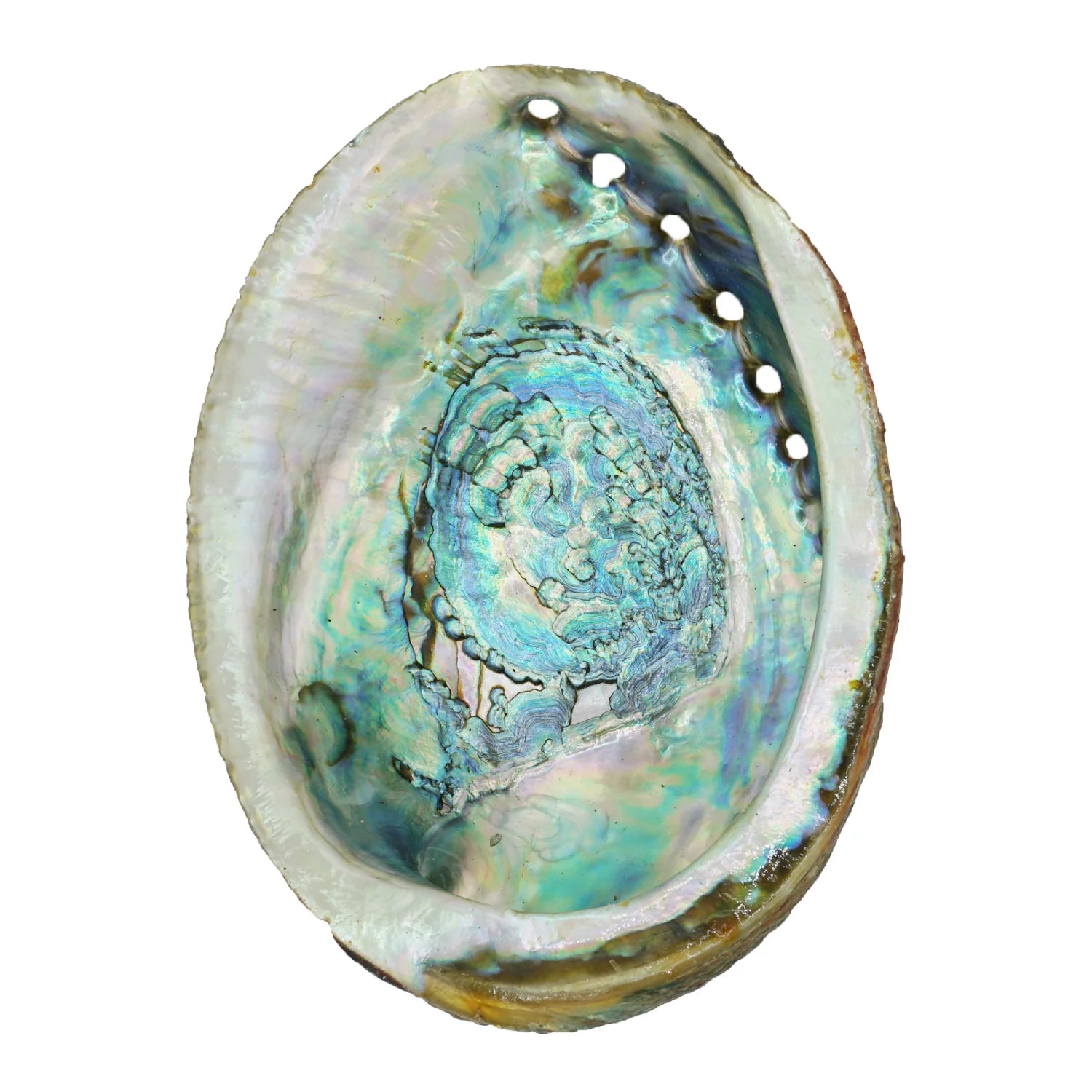 Abalone Shell Smudge Bowls - Large